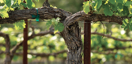 Area of gastronomic, wine and artistic renown.